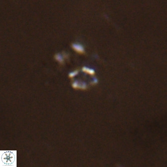 Didimospyrgos inciae VR 00259