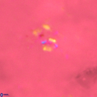 Didimospyrgos inciae VR 00260