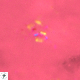 Didimospyrgos inciae VR 00260
