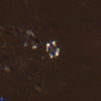 Didimospyrgos inciae VR 00261