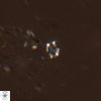 Didimospyrgos inciae VR 00261