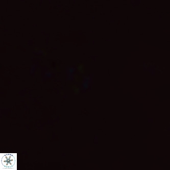 Didimospyrgos inciae VR 00262