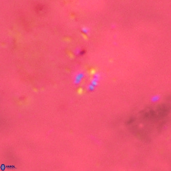 Didimospyrgos inciae VR 00263