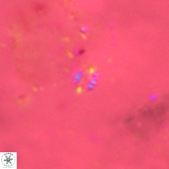 Didimospyrgos inciae VR 00263