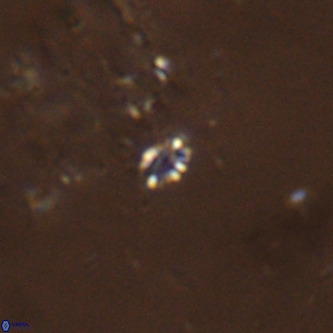 Didimospyrgos inciae VR 00264