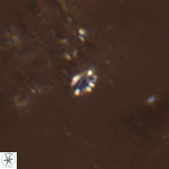 Didimospyrgos inciae VR 00264