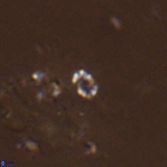 Didimospyrgos inciae VR 00265