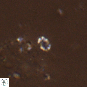 Didimospyrgos inciae VR 00265