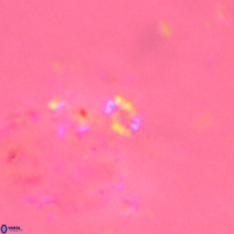 Didimospyrgos inciae VR 00266