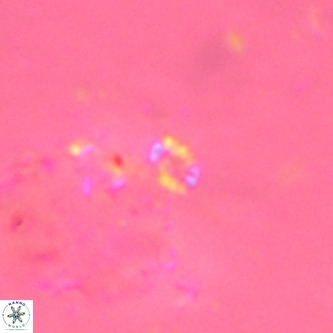 Didimospyrgos inciae VR 00266