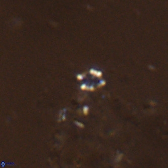Didimospyrgos inciae VR 00267