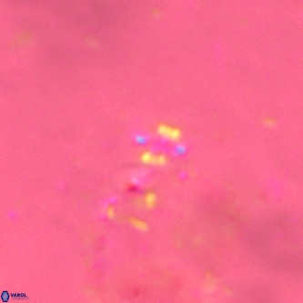 Didimospyrgos inciae VR 00268