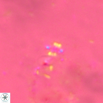 Didimospyrgos inciae VR 00268