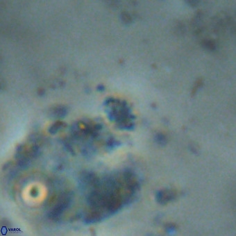 Didimospyrgos inciae VR 00269