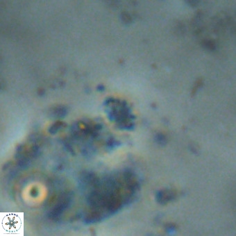 Didimospyrgos inciae VR 00269