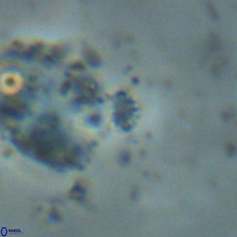 Didimospyrgos inciae VR 00270
