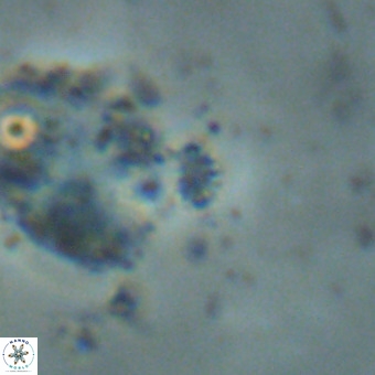 Didimospyrgos inciae VR 00270