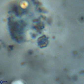 Didimospyrgos inciae VR 00271