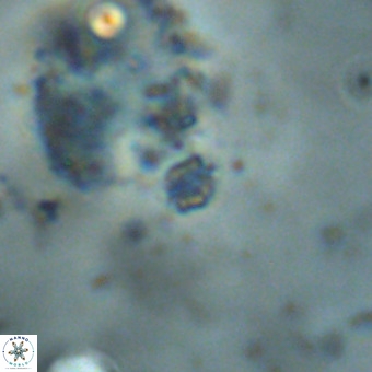 Didimospyrgos inciae VR 00271