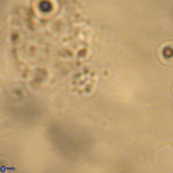 Didimospyrgos inciae VR 00272