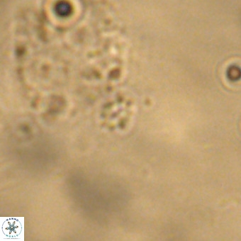 Didimospyrgos inciae VR 00272