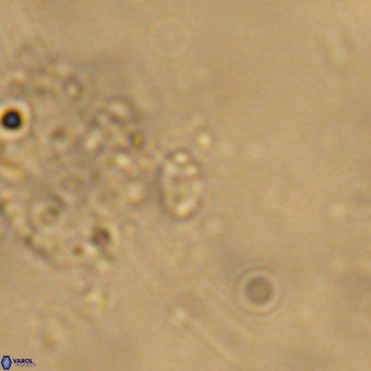 Didimospyrgos inciae VR 00273