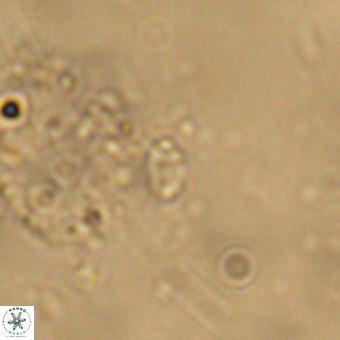 Didimospyrgos inciae VR 00273