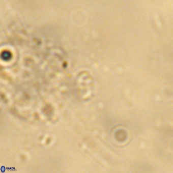 Didimospyrgos inciae VR 00274