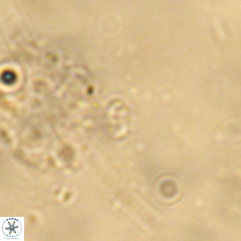 Didimospyrgos inciae VR 00274