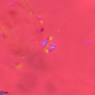 Didimospyrgos inciae VR 00275