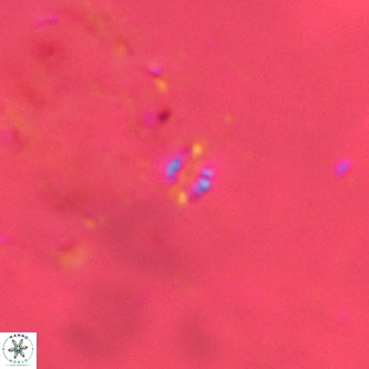 Didimospyrgos inciae VR 00275