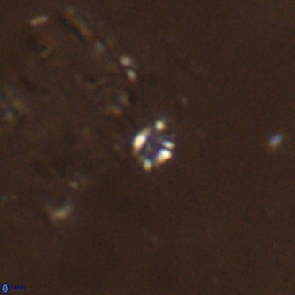 Didimospyrgos inciae VR 00276