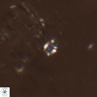 Didimospyrgos inciae VR 00276