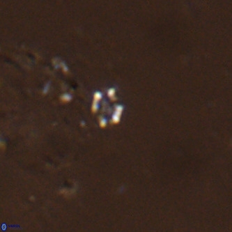 Didimospyrgos inciae VR 00277