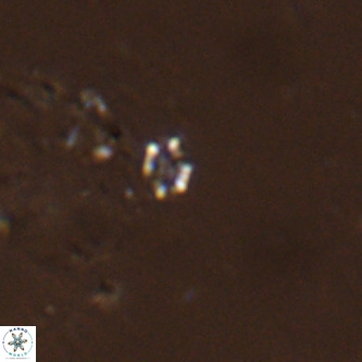 Didimospyrgos inciae VR 00277