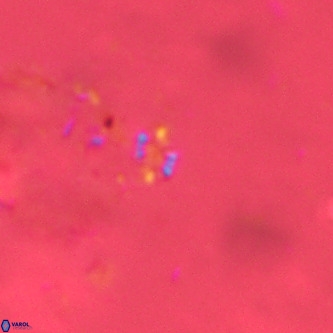 Didimospyrgos inciae VR 00278
