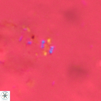 Didimospyrgos inciae VR 00278