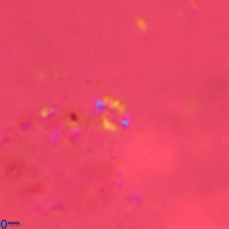 Didimospyrgos inciae VR 00279