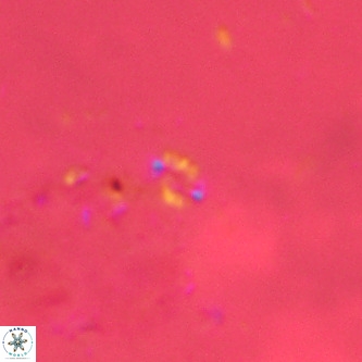 Didimospyrgos inciae VR 00279