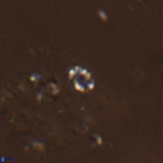 Didimospyrgos inciae VR 00280