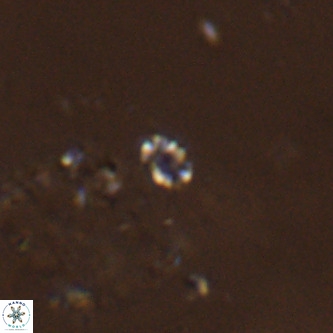 Didimospyrgos inciae VR 00280