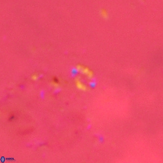 Didimospyrgos inciae VR 00281