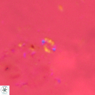 Didimospyrgos inciae VR 00281