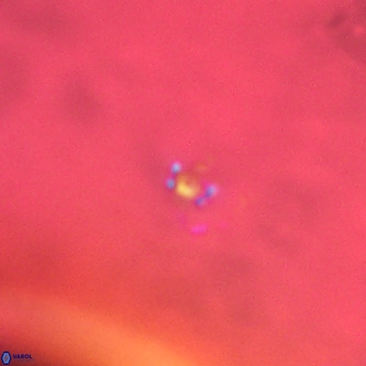 Didimospyrgos inciae VR 00282