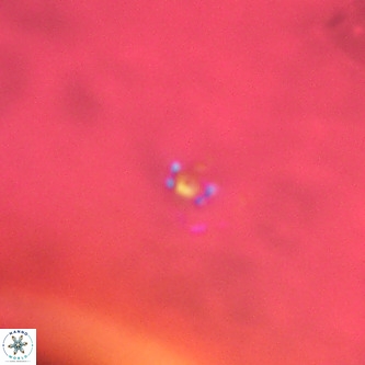 Didimospyrgos inciae VR 00282