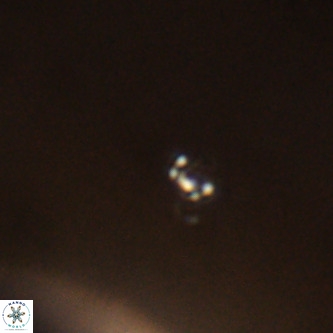 Didimospyrgos inciae VR 00283