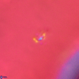 Didimospyrgos inciae VR 00284