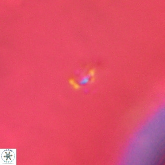 Didimospyrgos inciae VR 00284