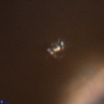 Didimospyrgos inciae VR 00285