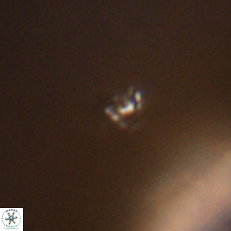 Didimospyrgos inciae VR 00285